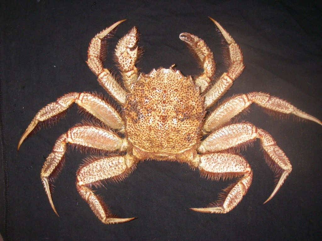 Helmet Crabs