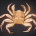 Horsehair Crab - Photo (c) aaronbaldwin, some rights reserved (CC BY-NC), uploaded by aaronbaldwin