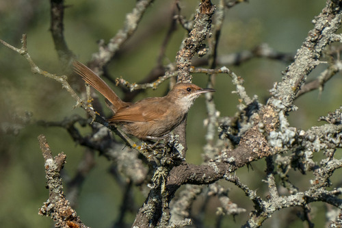 Chaco Earthcreeper (Tarphonomus certhioides), photo 9