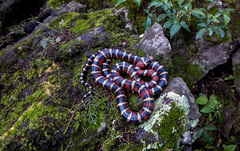 Lampropeltis knoblochi