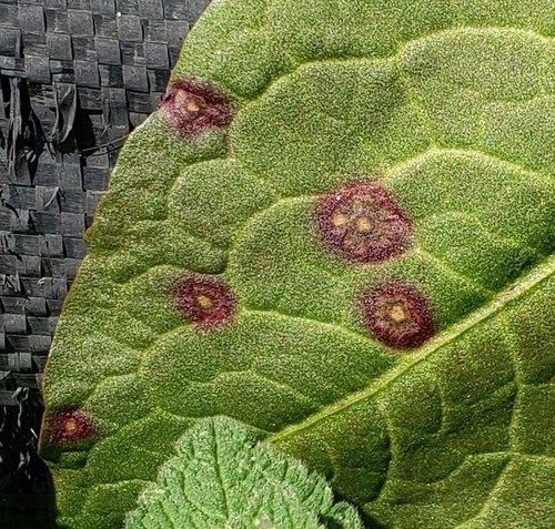 Ramularia rubella