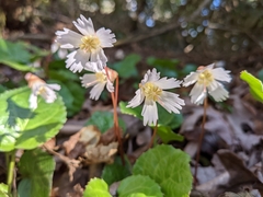 Shortia galacifolia