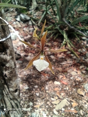 Encyclia nematocaulon