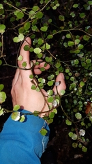 Melicytus micranthus