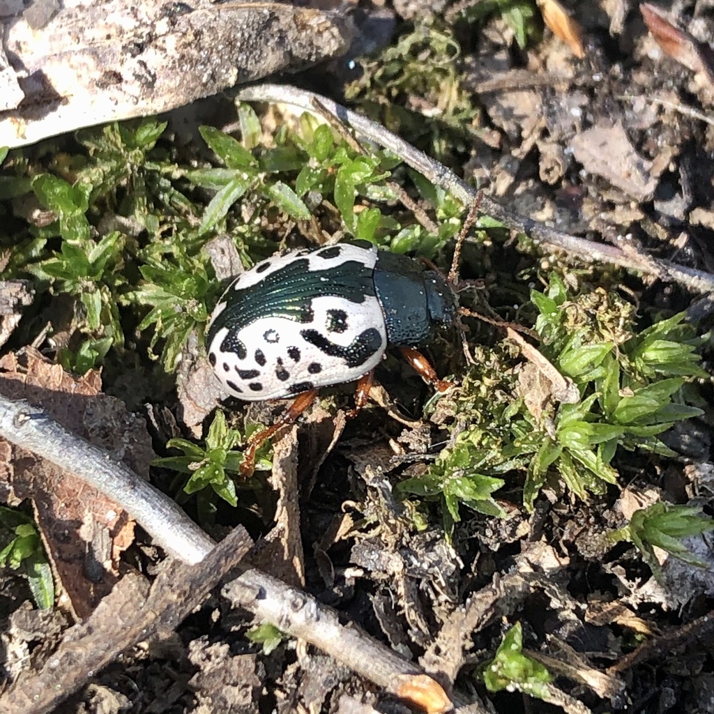 Calligrapha virginea