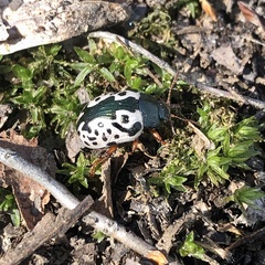 Calligrapha virginea