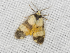 Thallarcha chrysochares