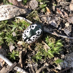 Calligrapha virginea