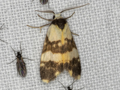 Thallarcha chrysochares