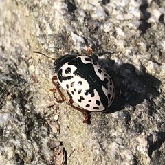 Calligrapha virginea