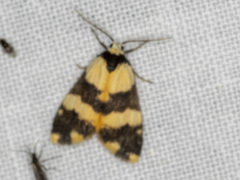 Thallarcha chrysochares