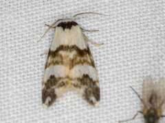 Thallarcha albicollis