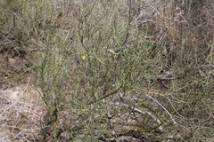 Parkinsonia texana macra