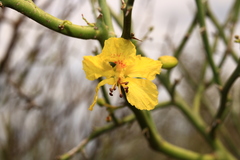 Parkinsonia texana macra