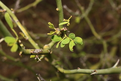 Parkinsonia texana macra