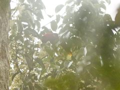 Charmosyna papou papou