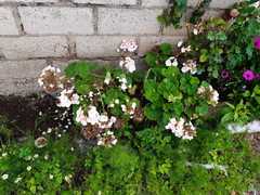 Pelargonium