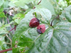 Cyrtonota textilis