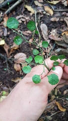 Melicytus micranthus