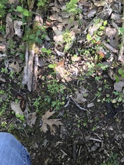 Ranunculus abortivus