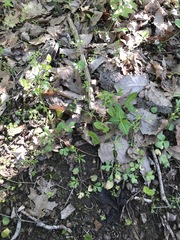 Ranunculus abortivus