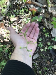 Ranunculus abortivus