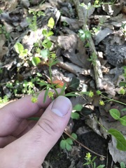 Ranunculus abortivus