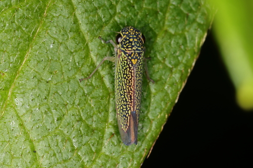 Macugonalia cavifrons