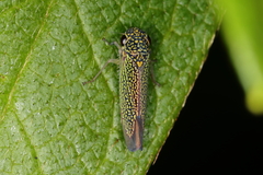 Macugonalia cavifrons