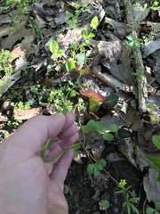 Ranunculus abortivus