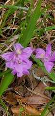 Calopogon oklahomensis