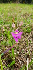 Calopogon oklahomensis