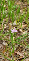 Calopogon oklahomensis