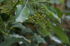 Angiospermae