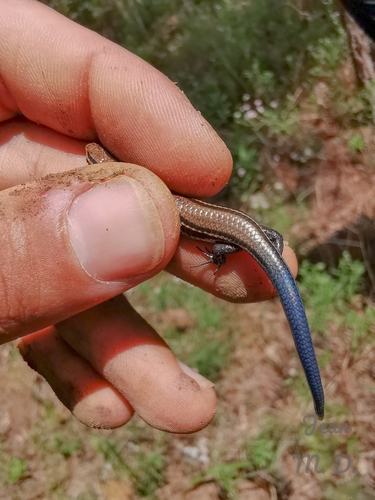 Micrablepharus atticolus