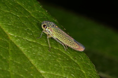 Macugonalia cavifrons