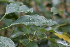 Angiospermae
