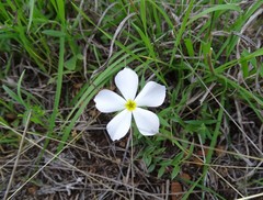 Phlox roemeriana
