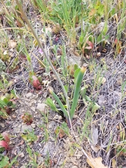 Dipterostemon capitatus capitatus