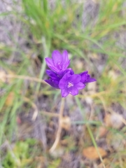 Dipterostemon capitatus capitatus