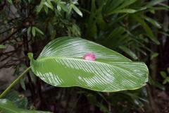 Heliconia caribaea