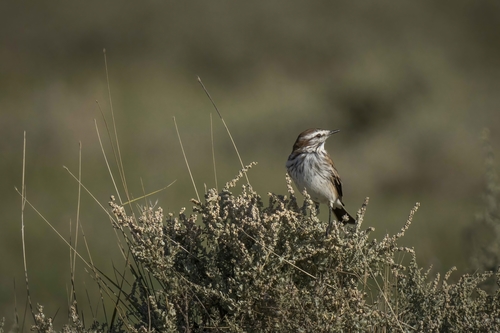 Rusty-backed Monjita (Neoxolmis rubetra), photo 10