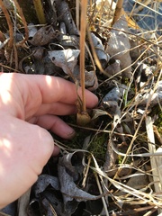 Liparis loeselii