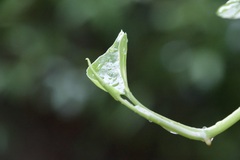 Epipremnum aureum