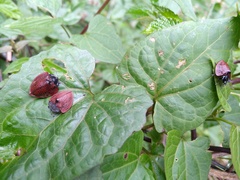 Cyrtonota textilis