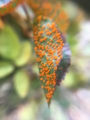 Phragmidium mucronatum