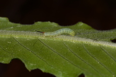 Amphion floridensis