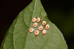 Callosamia promethea