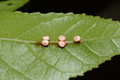 Callosamia promethea