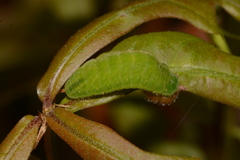 Satyrium liparops